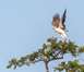 Brahminy Kite Takes Flight