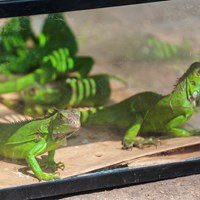 Green Lizards for Sale