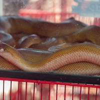Serpents for sale