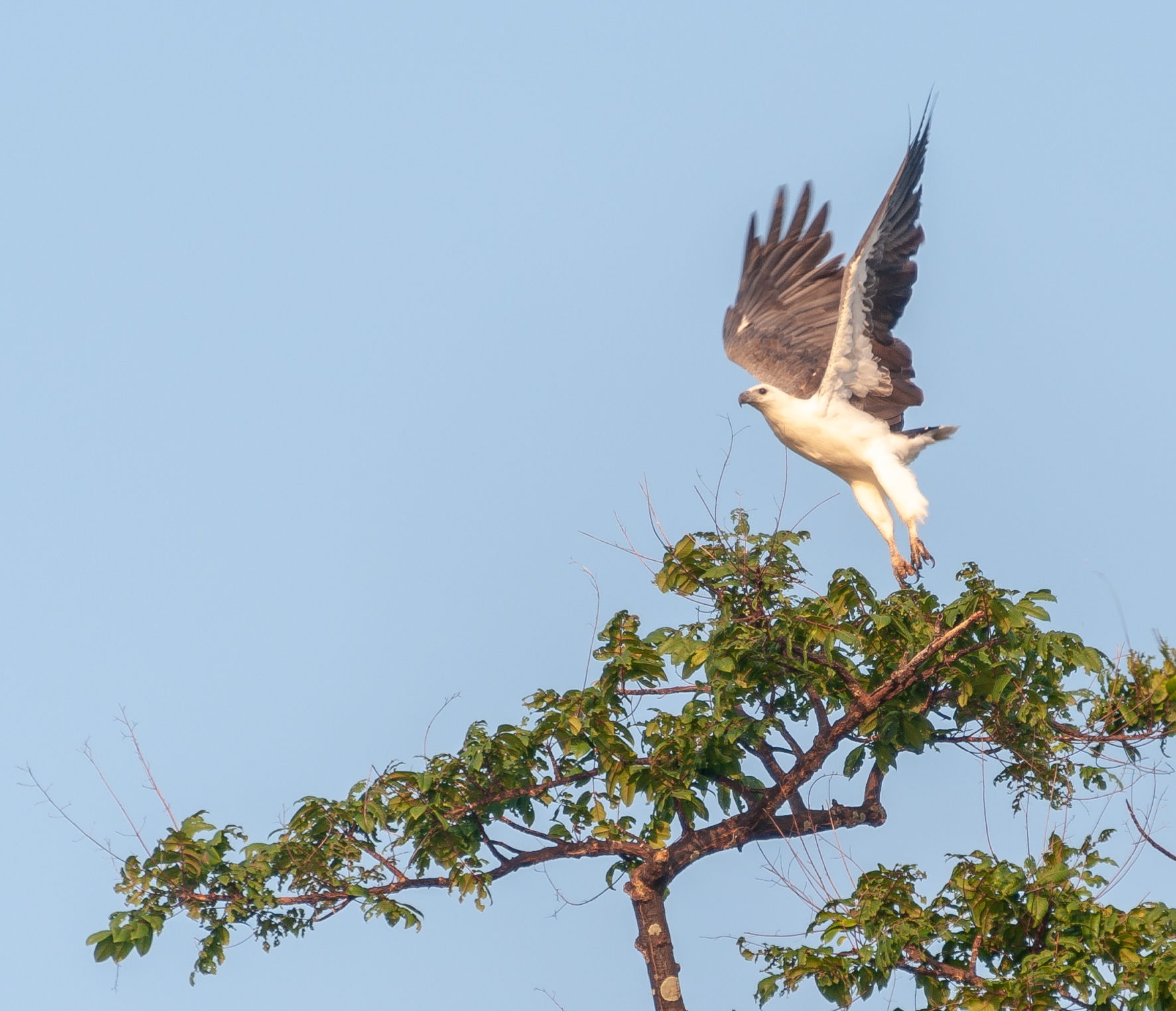 Brahminy Kite Takes Flight
