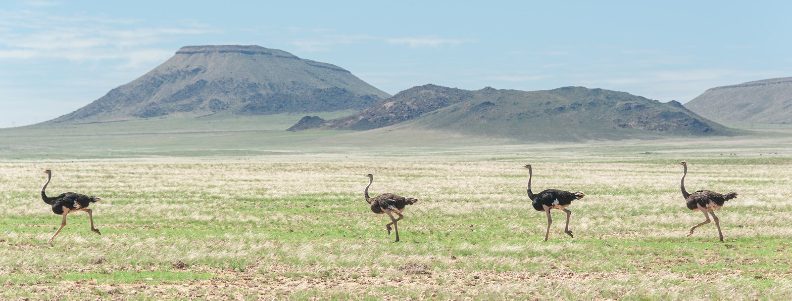 Ostrich