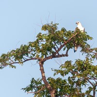 Brahminy Kite