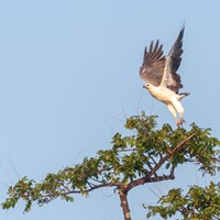 Brahminy Kite Takes Flight