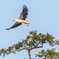 Langkawi eagle