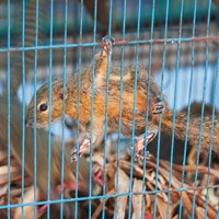 Squirrel for Sale