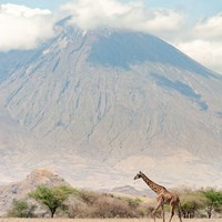 Giraffe and mountain