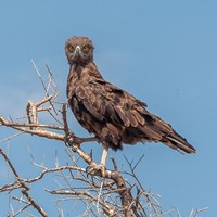 snake eagle