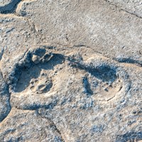 Ancient human footprint